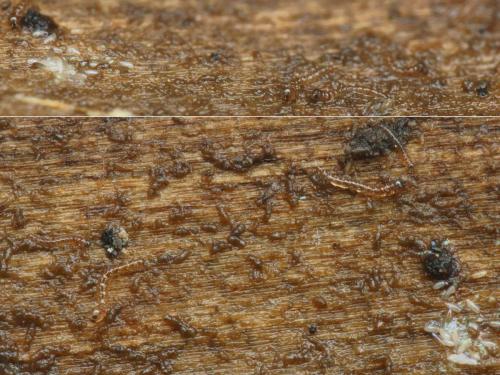 Réf. 222 051 : Forcipomyia sp.